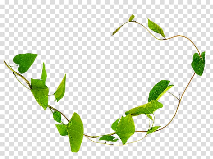 Field bindweed Liana Vine Plants Thorns, spines, and prickles, plants transparent background PNG clipart