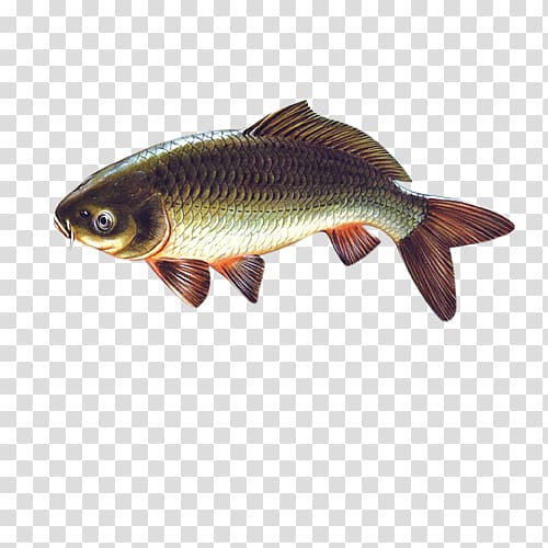 fish transparent background PNG clipart
