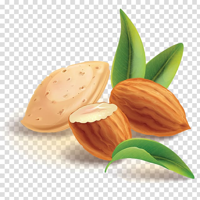 Nut Almond, almond transparent background PNG clipart