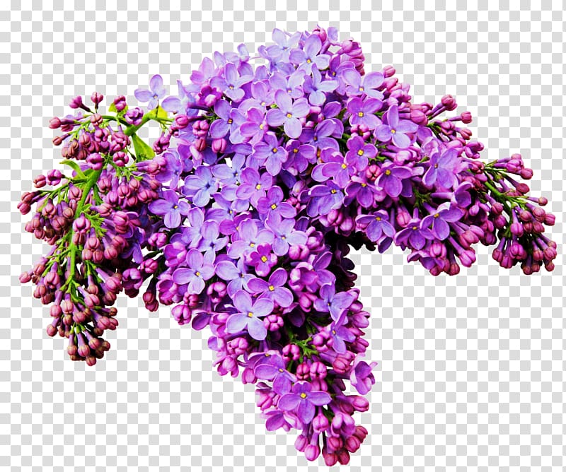 Lilac Flower Albom , A bouquet of beautiful flowers transparent background PNG clipart