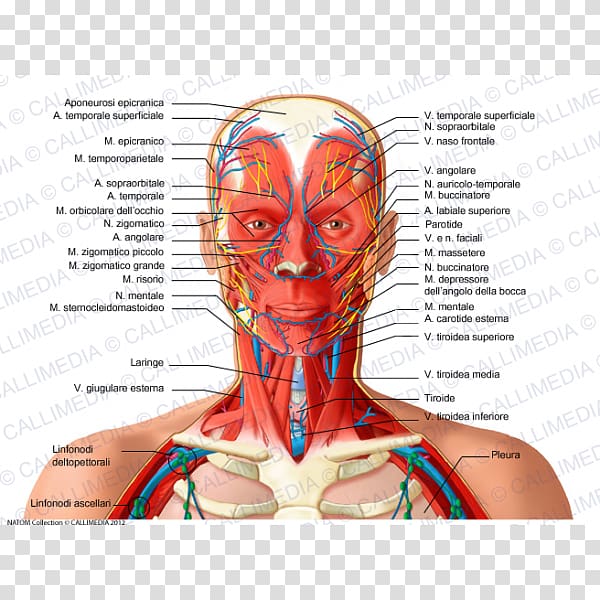 Head and neck anatomy Organ Human body, Face transparent background PNG clipart