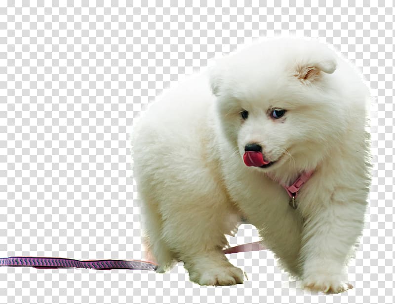 Samoyed dog Japanese Spitz Siberian Husky Puppy The Samoyed, Lovely dog transparent background PNG clipart