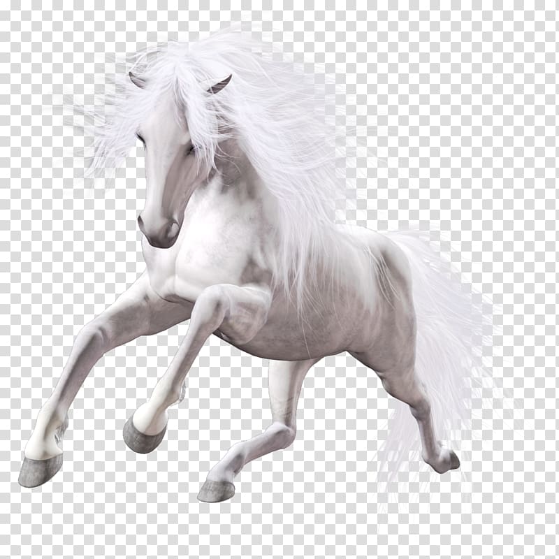 Lipizzan American Paint Horse Mustang Stallion Mare, horse transparent background PNG clipart