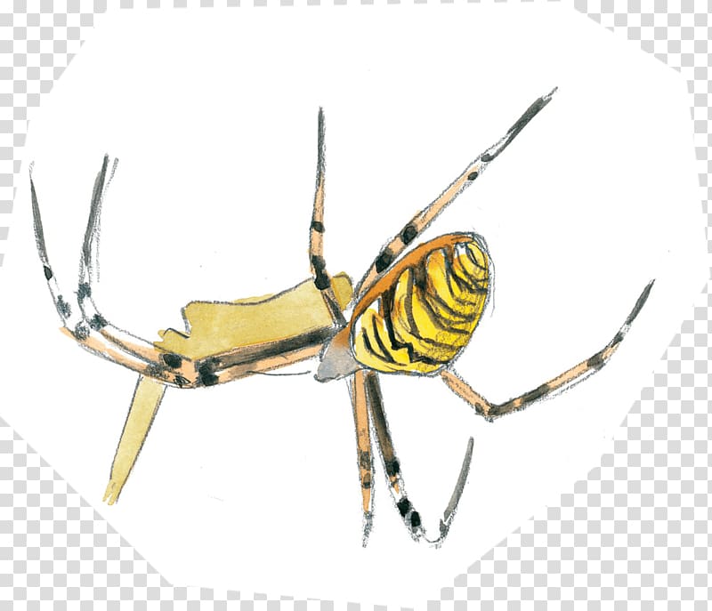 Insect Pest Arachnid Membrane, insect transparent background PNG clipart