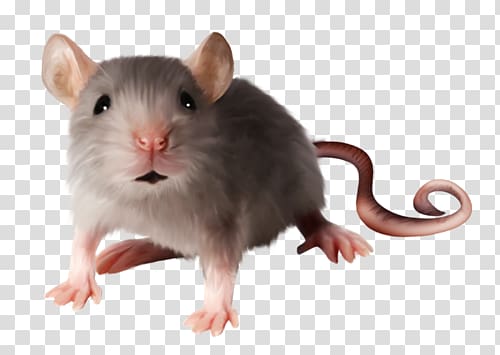 Rat, mouse transparent background PNG clipart