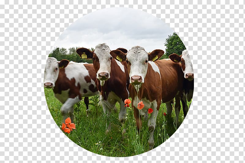Dairy cattle .nl Pasture Location, others transparent background PNG clipart