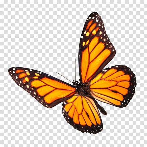 Monarch butterfly Insect Pollinator, butterfly transparent background PNG clipart