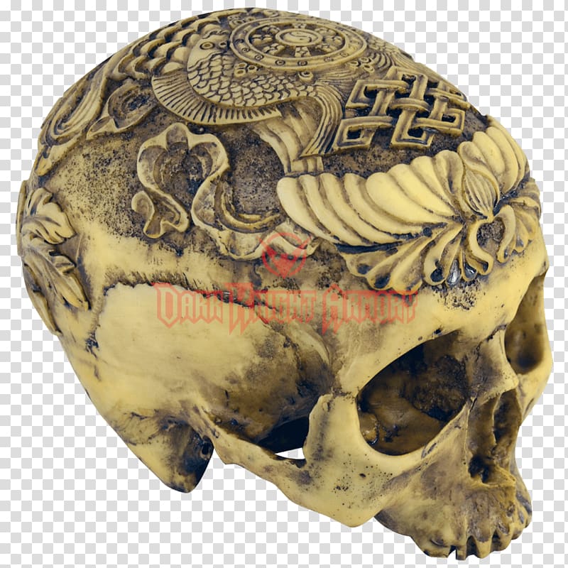 Human skull Anatomy Skeleton Skulls Unlimited International, skull transparent background PNG clipart