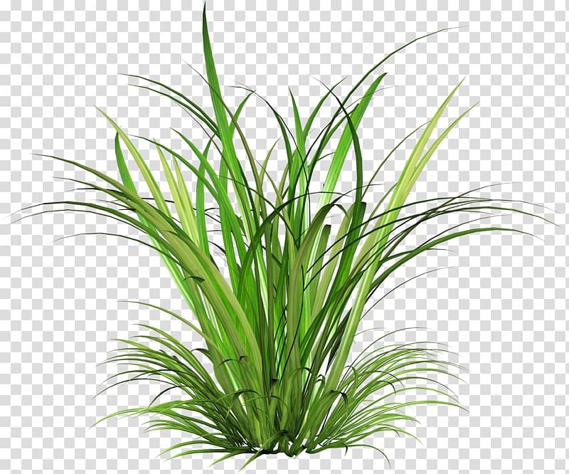 green plant illustration, Cymbopogon martinii Green, Fairy tale grass transparent background PNG clipart