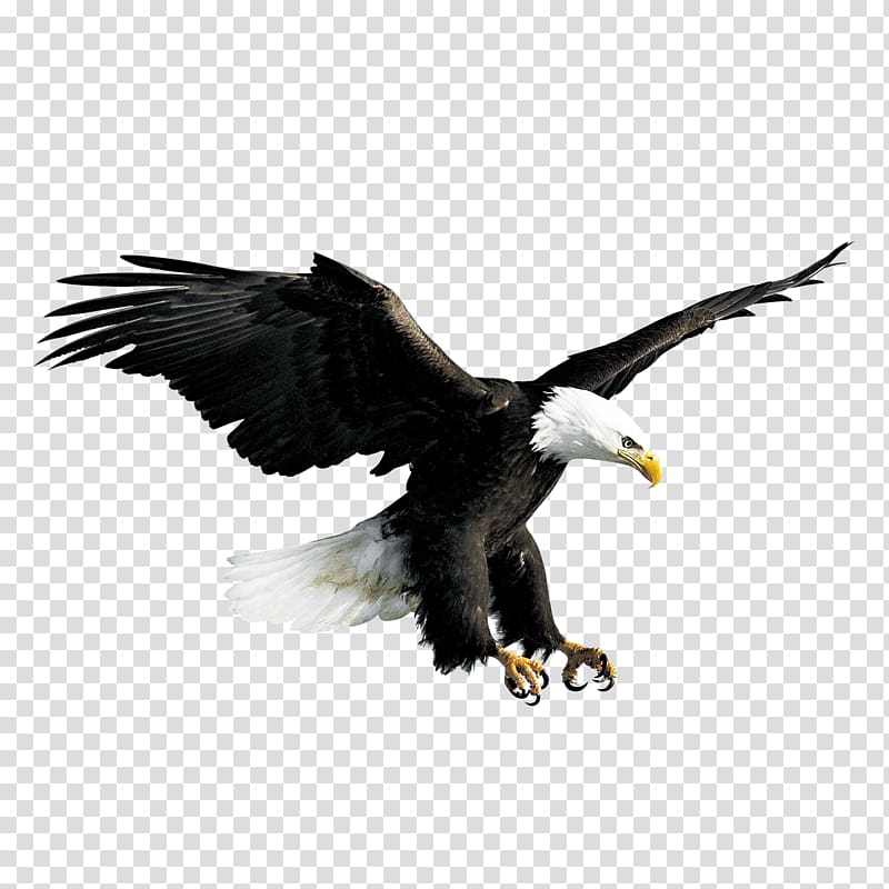 bald eagle , Bald Eagle Hawk Falconiformes, Flying eagle transparent background PNG clipart