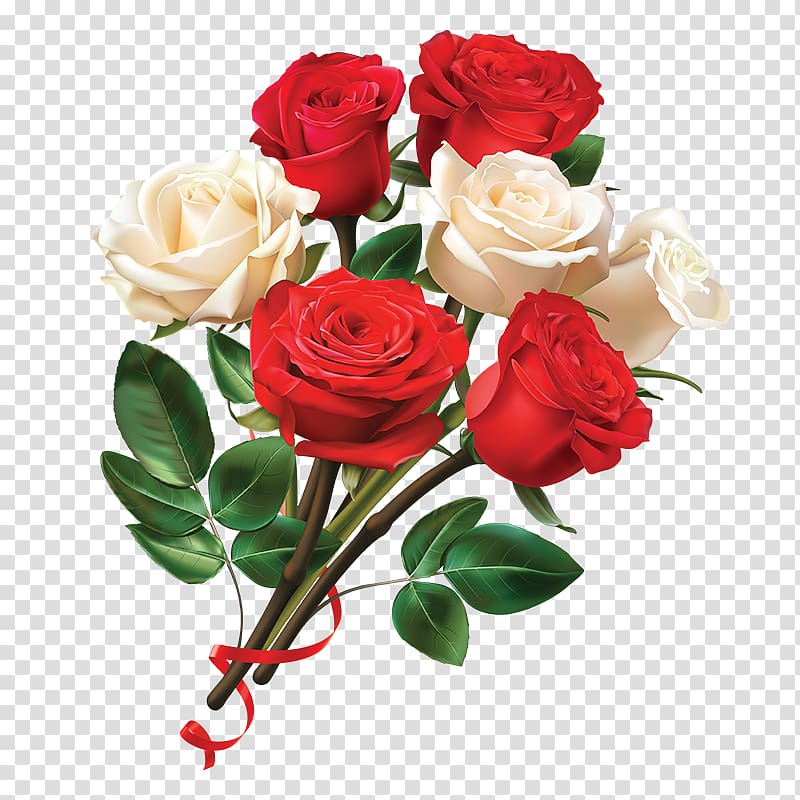 Garden roses Paper Red Centifolia roses Valentines Day, Women day red and white rose flower transparent background PNG clipart