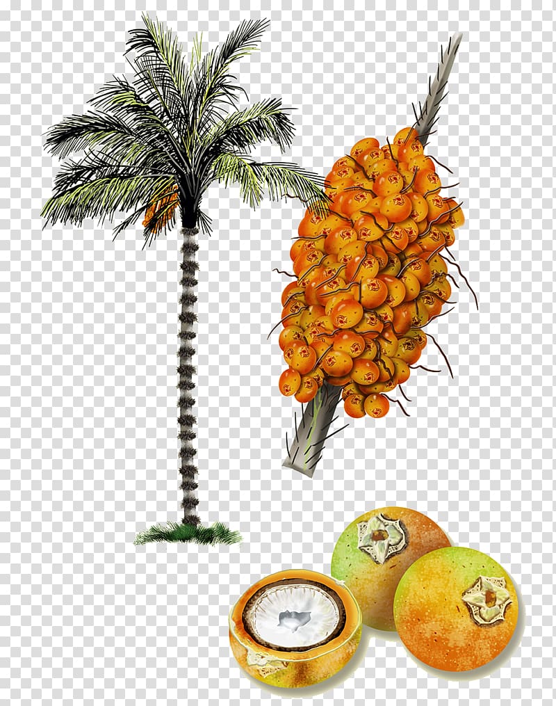 Astrocaryum aculeatum Astrocaryum vulgare Amazon rainforest Arecaceae Coconut, Hand-painted coconut tree coconut persimmon transparent background PNG clipart