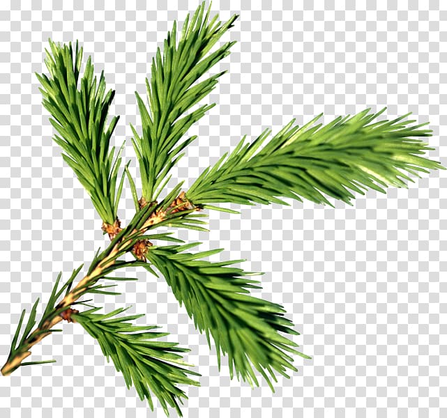 Branch Fir , others transparent background PNG clipart