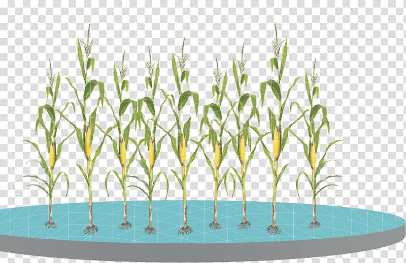 Maize Grasses Helicoverpa zea Plant Science, corn leaves transparent background PNG clipart