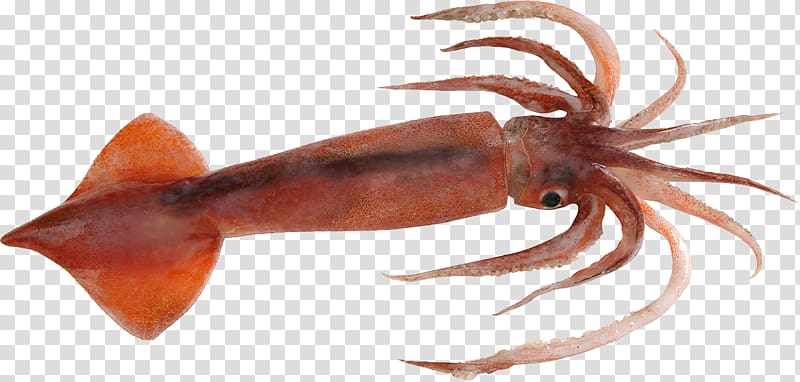 Squid transparent background PNG clipart