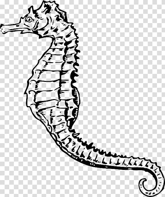 Seahorse Drawing , vas transparent background PNG clipart