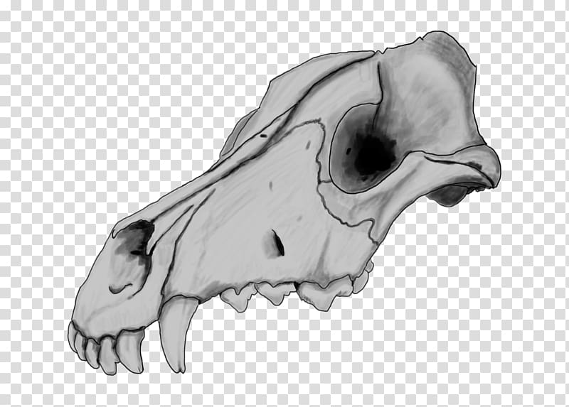 Dogo Argentino Skull Drawing Great Dane Dog anatomy, drawing transparent background PNG clipart