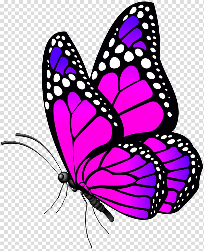Butterfly Desktop , pink butterfly transparent background PNG clipart