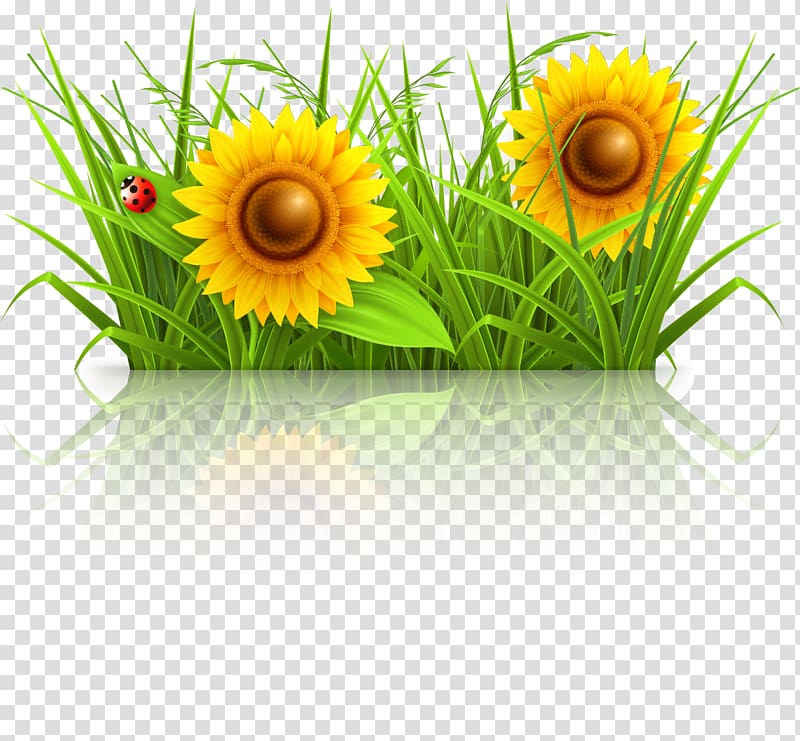 Drawing Illustration, Cartoon sunflower fresh spring grass transparent background PNG clipart