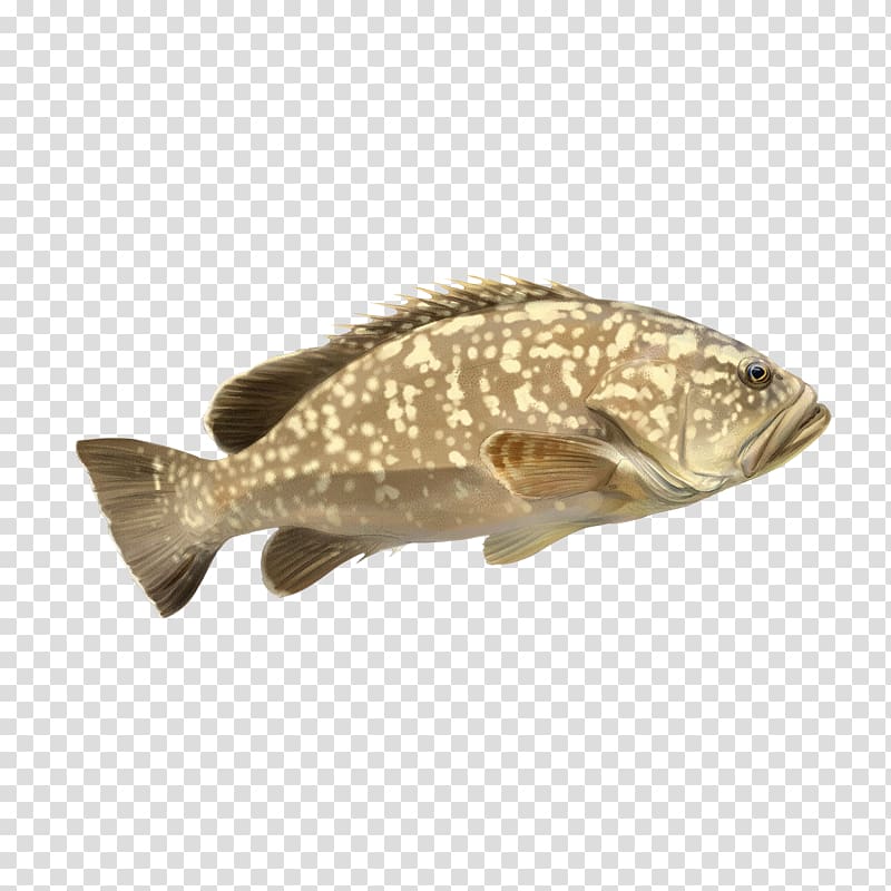 White grouper Fish Species 0, Cherne Altovise transparent background PNG clipart