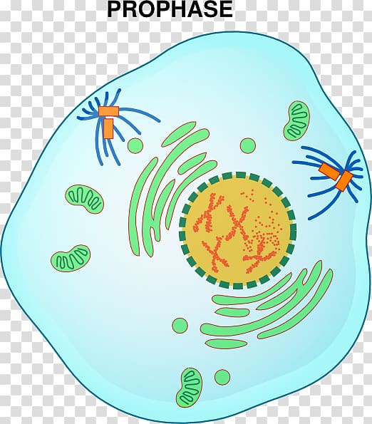 Prophase Mitosis Metaphase Interphase Telophase, watercolor-bear transparent background PNG clipart