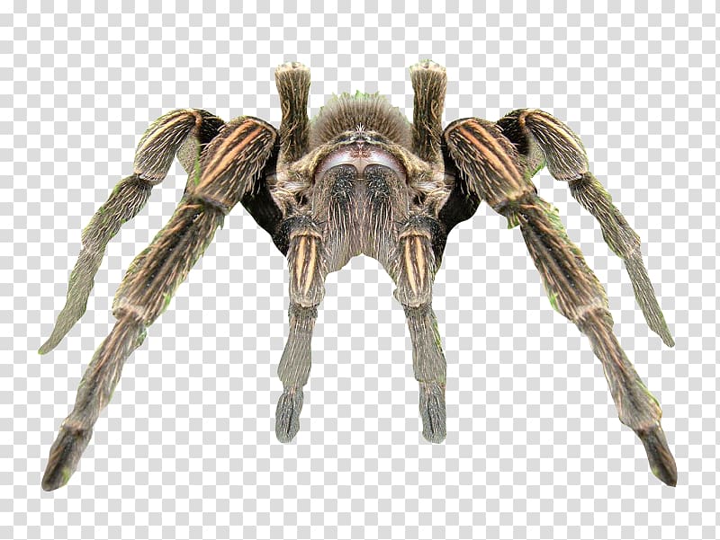 black and brown tarantula illustration, Spider Tarantula Rendering, Spider Background transparent background PNG clipart
