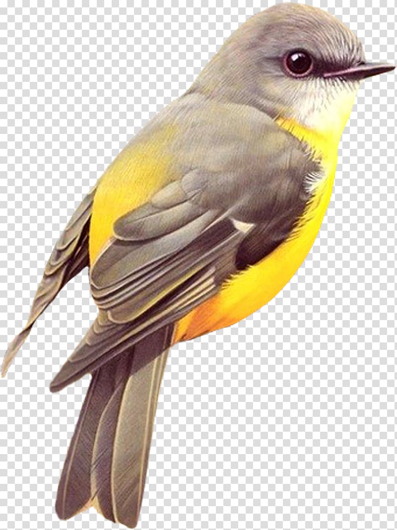 Oregon Birds Red-tailed hawk New World warbler, Bird transparent background PNG clipart