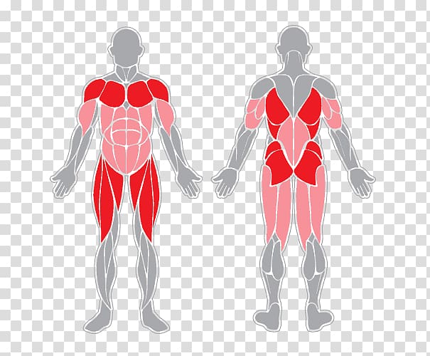 Sartorius muscle Muscular system Human body Skeletal muscle, Muscle anatomy transparent background PNG clipart