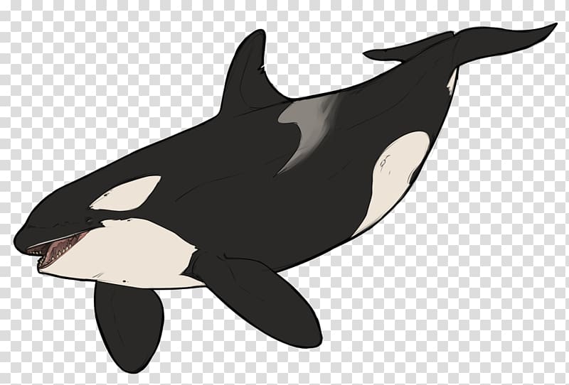 Killer whale Dolphin Wildlife Animal, dolphin transparent background PNG clipart