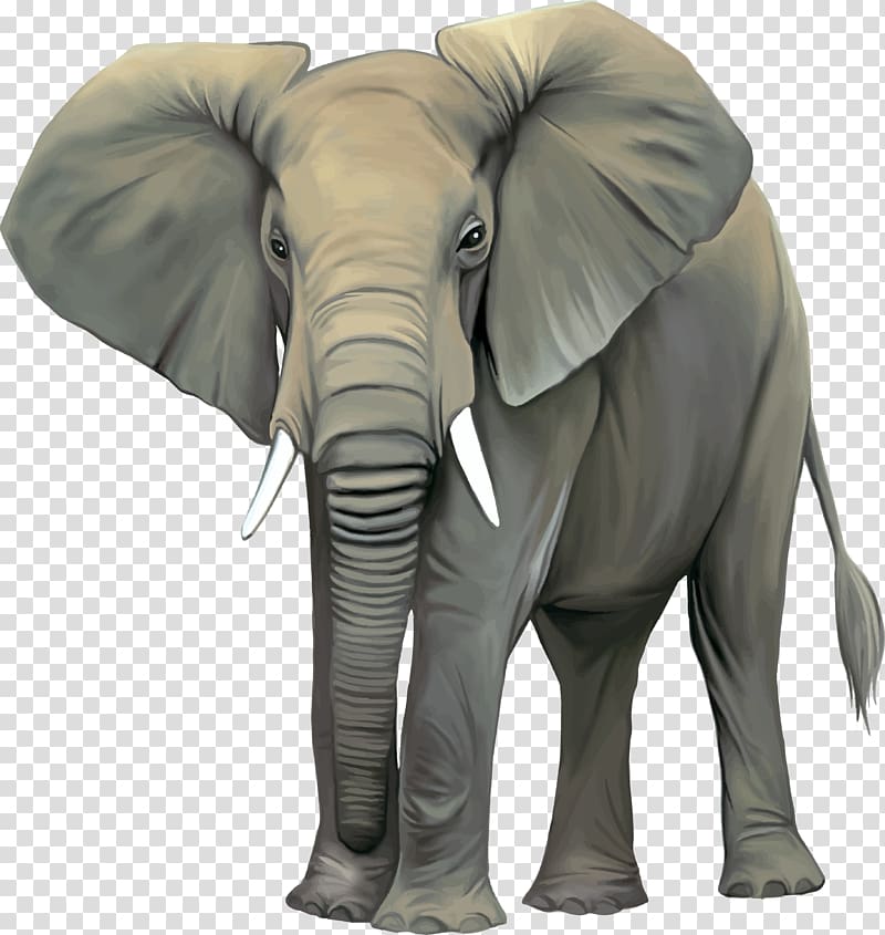 Asian elephant African elephant , elephants transparent background PNG clipart