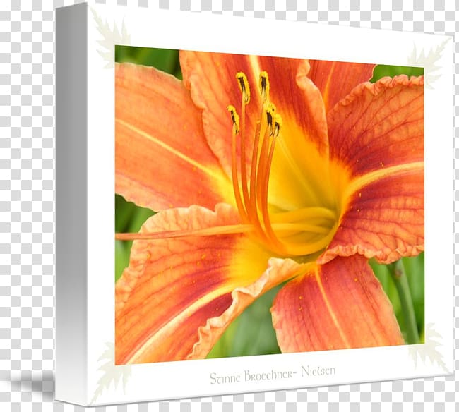 Gallery wrap Petal Canvas Art Nielsen Holdings, Hotelschiff Stinne transparent background PNG clipart