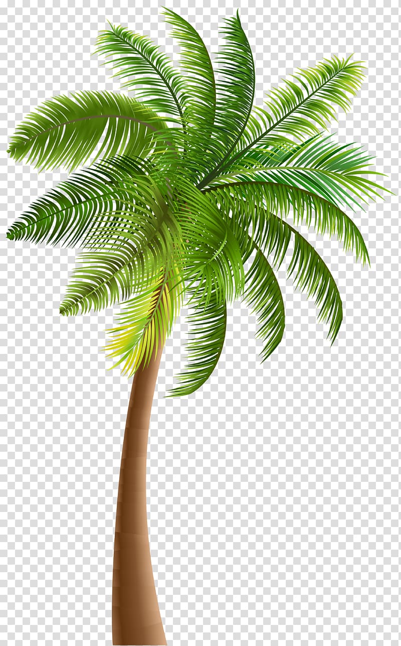 green coconut tree illustration, Arecaceae Tree Coconut , palm tree transparent background PNG clipart