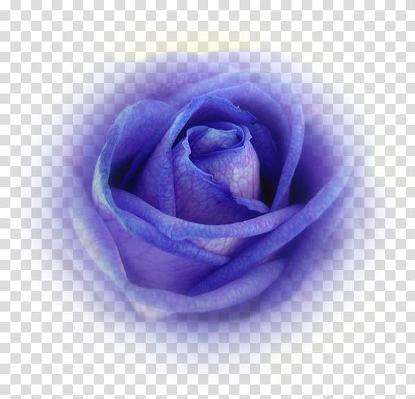 Blue rose Garden roses Cabbage rose Petal, lavender rose transparent background PNG clipart