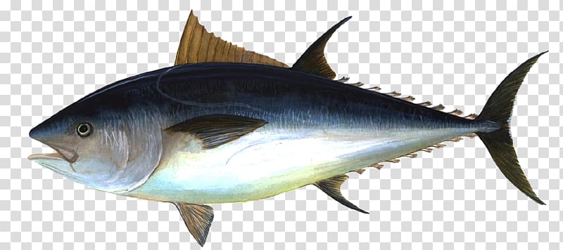 Albacore Bigeye tuna Pacific bluefin tuna Atlantic bluefin tuna Yellowfin tuna, fish transparent background PNG clipart