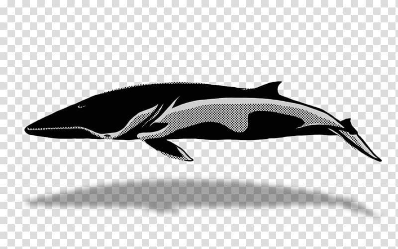 Tucuxi Killer whale Cetaceans, whale transparent background PNG clipart