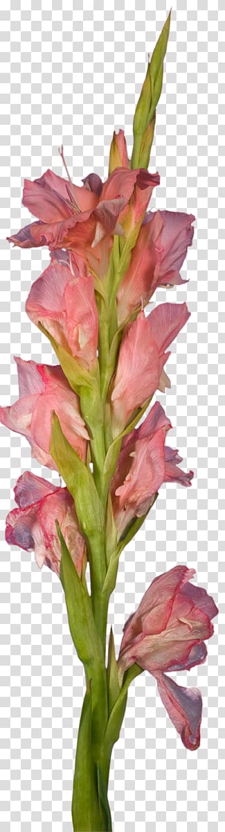 Gladiolus Cut flowers Plant stem Petal Pink M, gladiolus transparent background PNG clipart