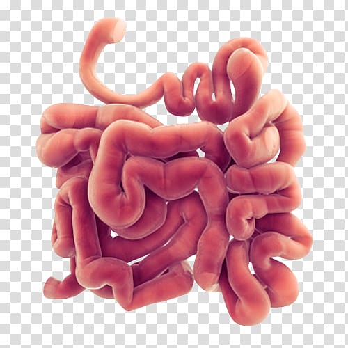 Gastrointestinal tract Small intestine Large intestine Apparato digerente , intestine transparent background PNG clipart