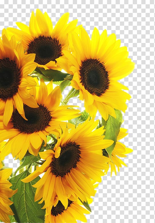 sunflowers illustration, Common sunflower , sunflower transparent background PNG clipart