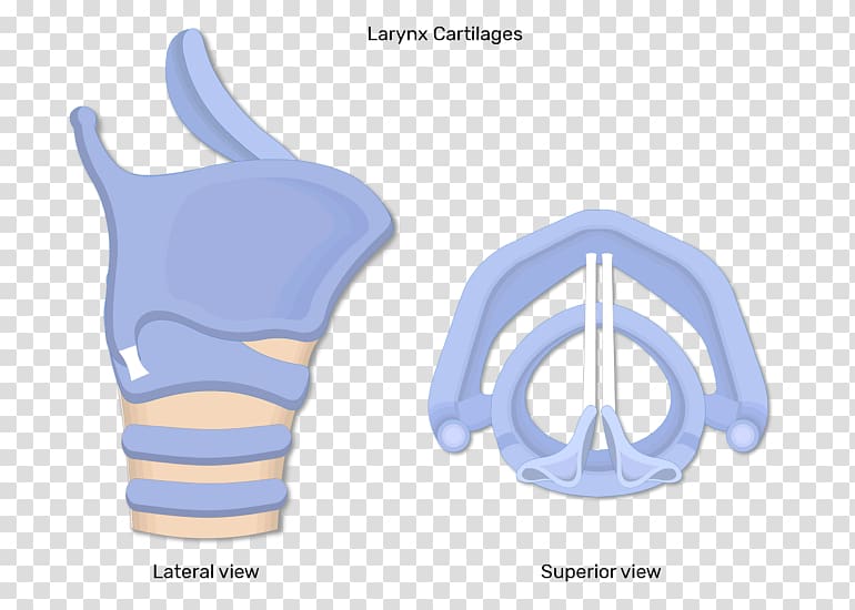 Muscles of the larynx Laryngeal Cancer Anatomy, vocal fold transparent background PNG clipart