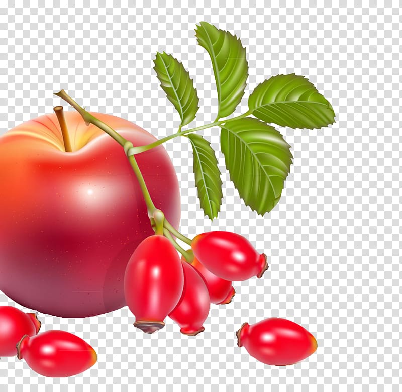Rose hip Dog-rose Berry Illustration, Exquisite apple transparent background PNG clipart