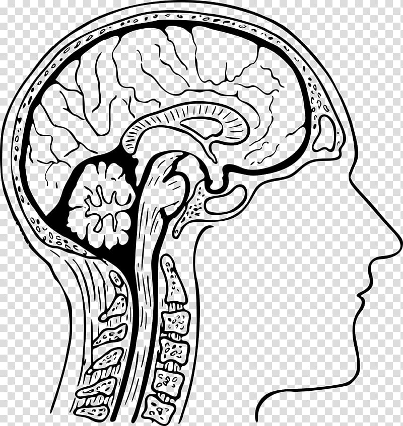 Human head Brain Anatomy Human body, anatomy transparent background PNG clipart