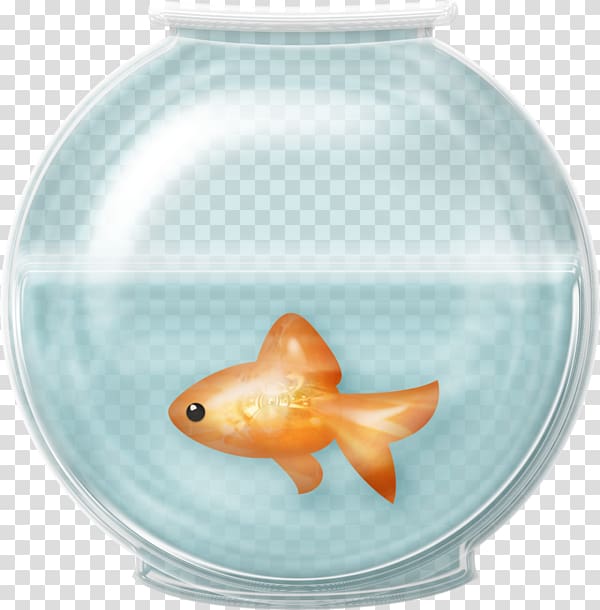 Goldfish Aquarium , fish transparent background PNG clipart