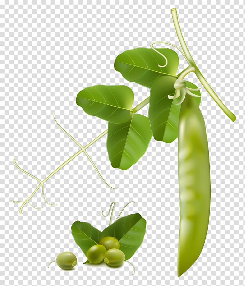 Snow pea Vegetable Snap pea , pea transparent background PNG clipart