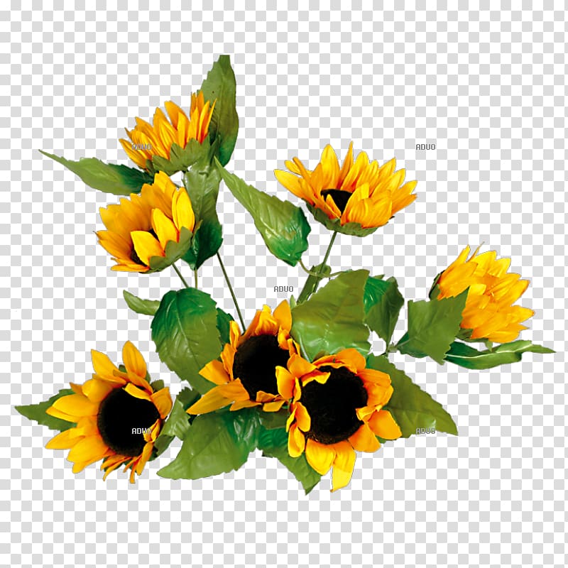 Common sunflower Yellow Floral design Autumn, flowers backgrounds transparent background PNG clipart