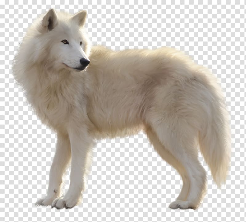 painted white wolf transparent background PNG clipart