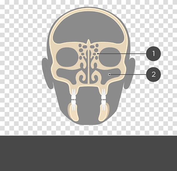 Perpendicular plate of ethmoid bone Ethmoid sinus Frontal bone Anatomy, skull transparent background PNG clipart