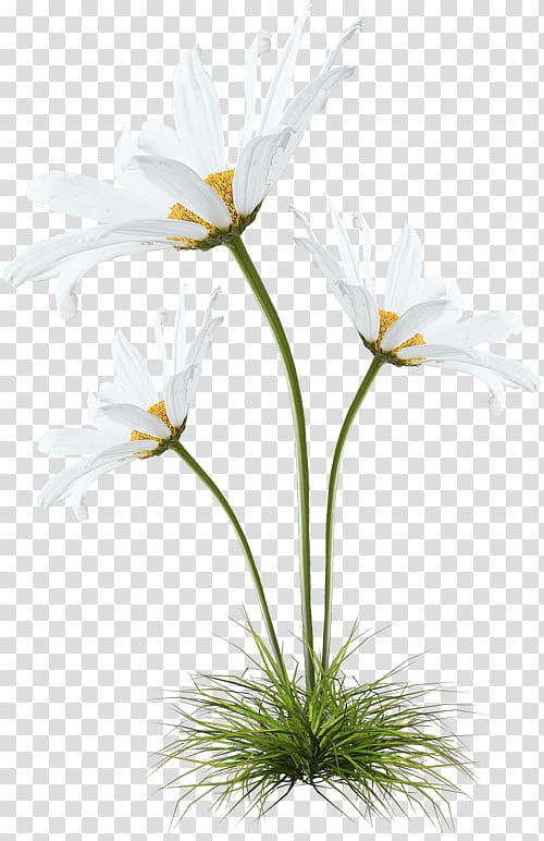 German chamomile, black dandelion transparent background PNG clipart