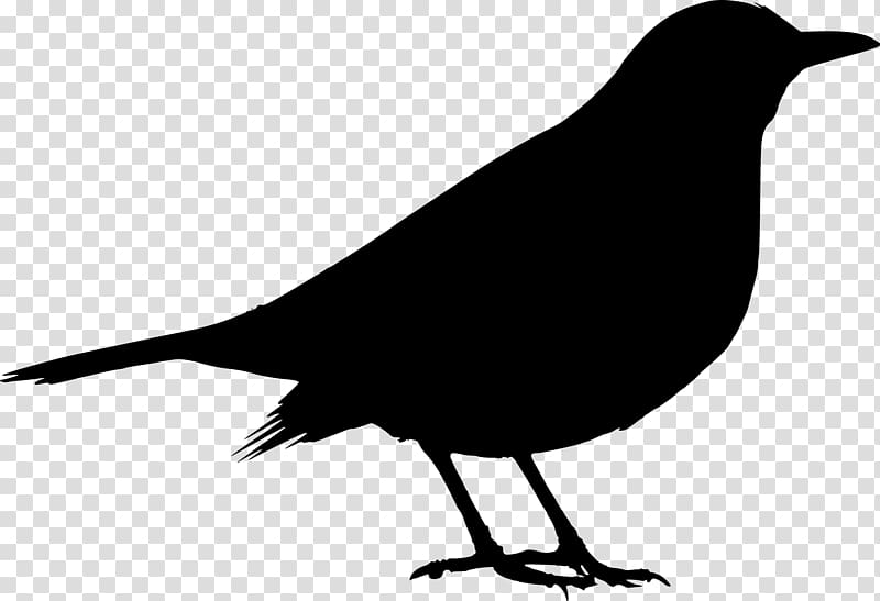 Blackbirds And Grackles Silhouette Stock Illustration - Download Image Now  - Common Grackle, Branch - Plant Part, Blackbird - iStock