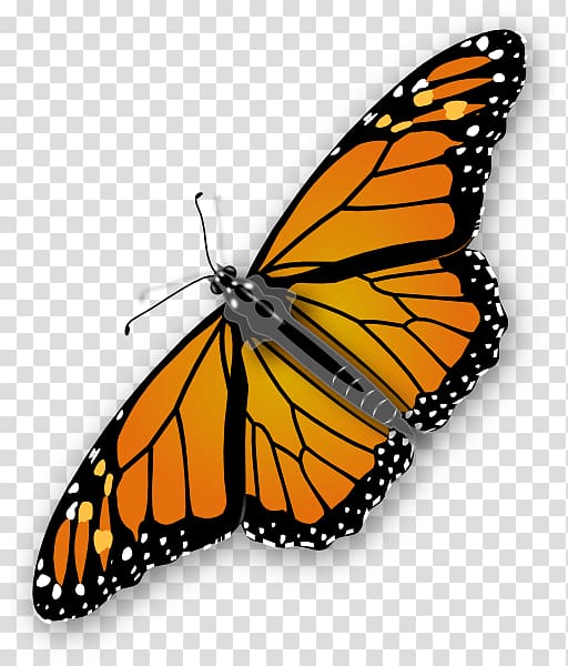 Butterfly , Orange Butterfly Butterflies transparent background PNG clipart