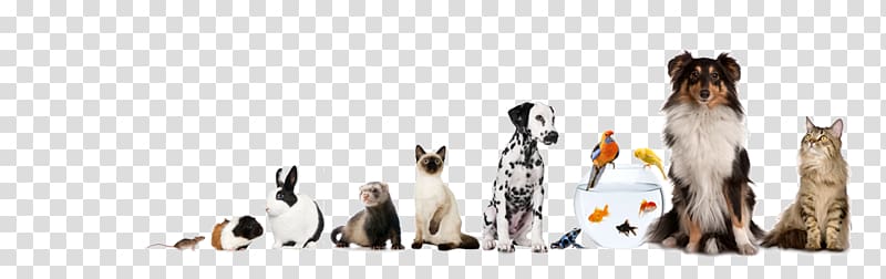 assorted-pets, Wimbledon Pet Nannies Dog Veterinarian Animal Cat, no pets transparent background PNG clipart